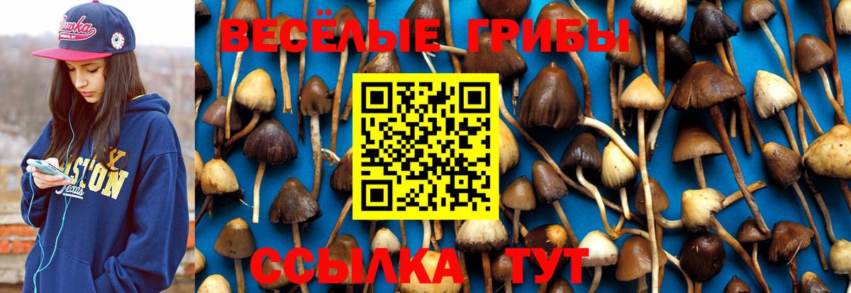 Избербаш  Псилоцибиновые грибы Psilocybe  Вход с VPN 